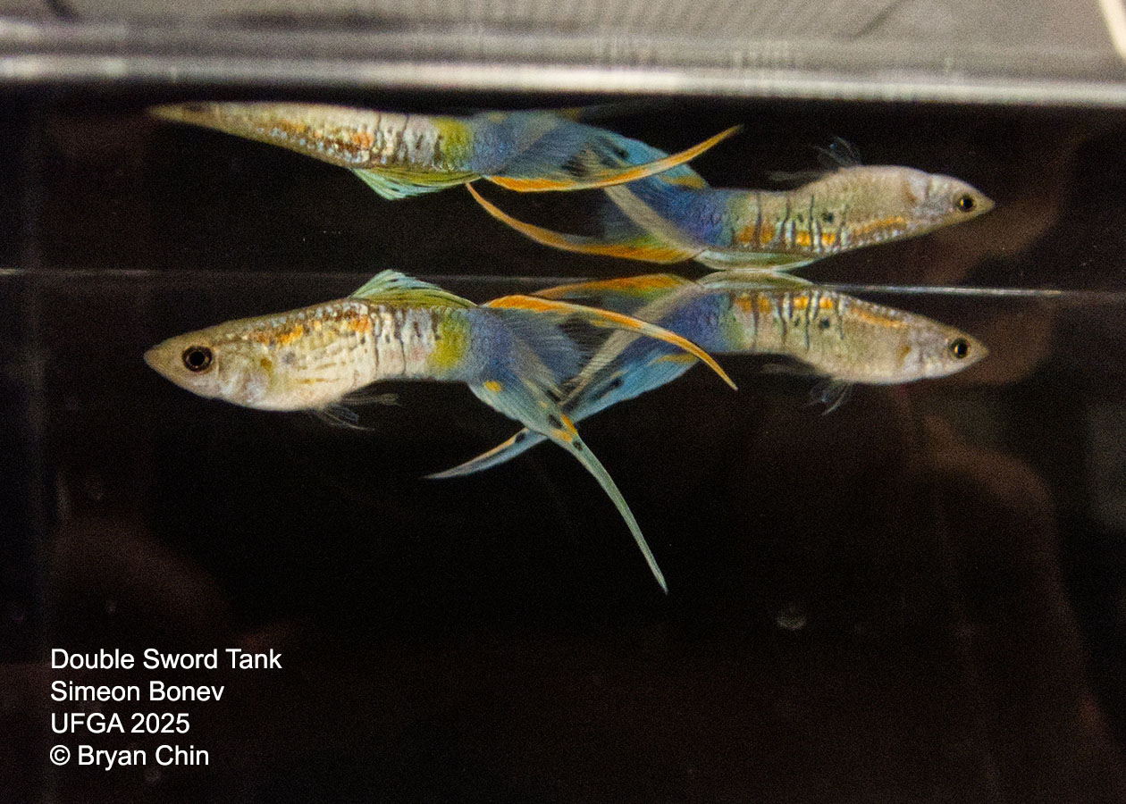 Guppy Double Swordtail